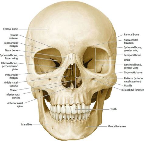 Facial Bones And Neurocranium Frontal View