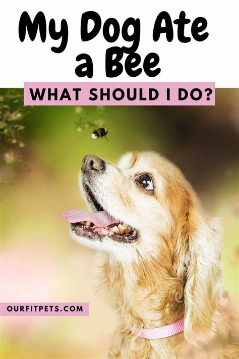 My Dog Ate A Bee What Should I Do Our Fit Pets In 2021 Dogs