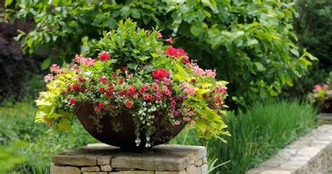 My Containers Never Look This Good Garden Plants Container Gardening