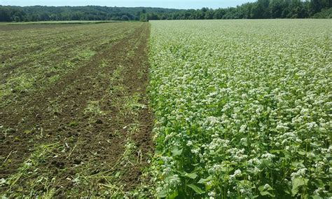 Why You Should Add Cover Crops To Your Rotation