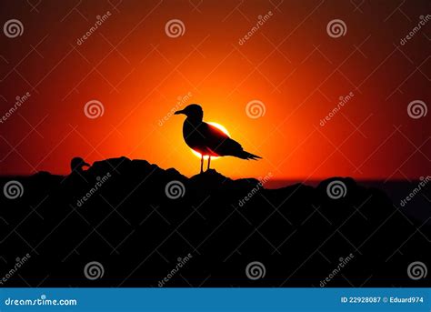 Silhouette Of A Bird At Sunset Stock Image Image Of Golden
