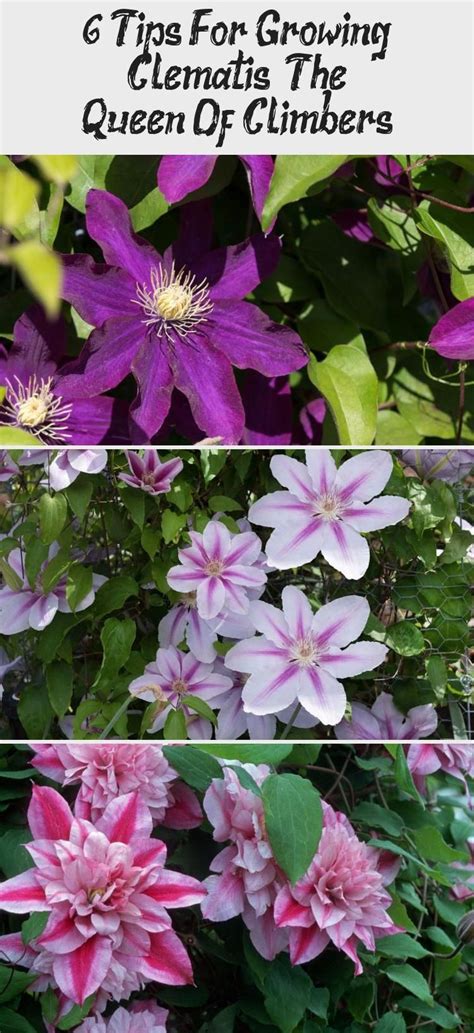 How you cut, however, will depend on whether the plant blooms in spring or late summer. Clematis are long-lived perennial vines and have an ...