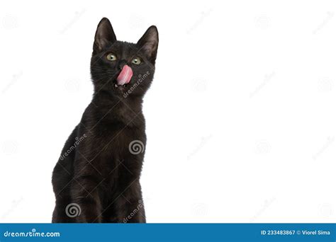precious black metis kitten looking up and licking nose stock image image of sweet small