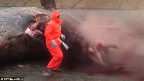 Horrifying Footage Shows Washed Up Sperm Whale Exploding As Biologist
