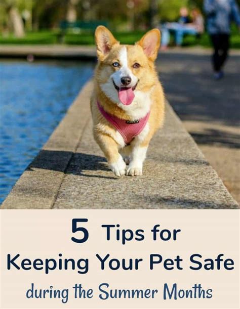 5 Tips For Keeping Your Pet Safe During The Summer Months Miss Molly Says