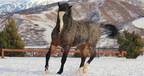 10 Of The Amazing Horse Breeds From Around The World