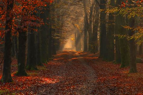 Nature Landscape Photography Forest Path Red Leaves Fall Trees