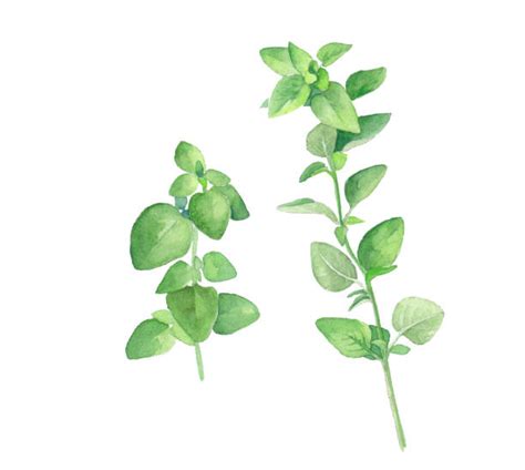Oregano Plant Pictures Illustrations Royalty Free Vector Graphics