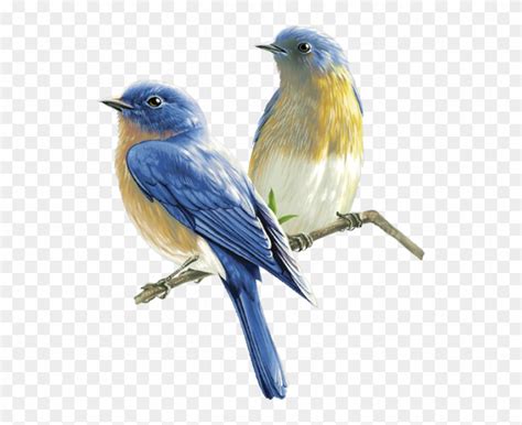 Birds On The Branch Two Blue Bird Hd Png Download 866x650 516117