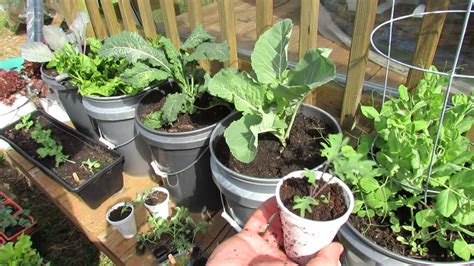 Growing Kale And Collards In Containers Patio Garden Mfg