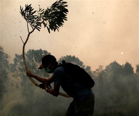 Jejak Rekam Perusahaan Pembakar Hutan Dan Lahan Di Sumatera Dan