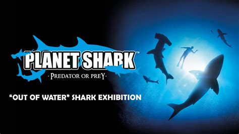 Planet Shark Predator Or Prey Western Australian Museum