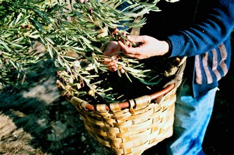 La Recolecta De Aceitunas Llegó Tras La Vendimia