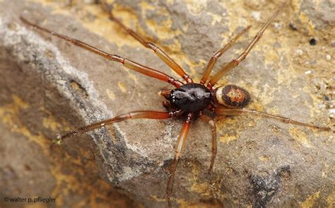 Steatoda Nobilis Male Pq9039 Read The Whole Description He Flickr