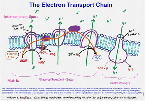 Electron Transport Chain — Summary And Diagrams Expii