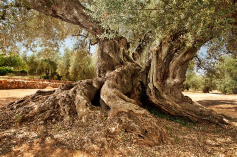 Olivos Milenarios De Castellón