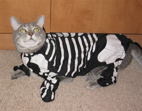 Costumes For Your Cats