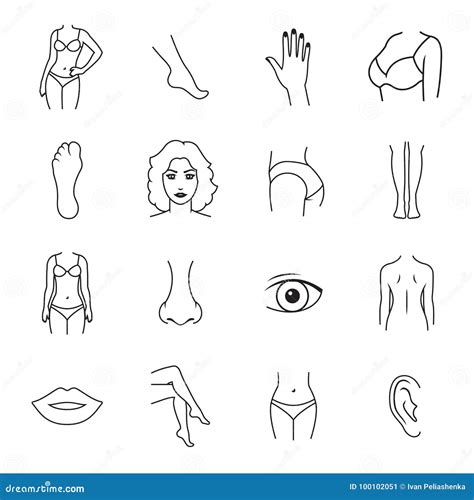 Iconos Humanos De Las Partes Del Cuerpo Stock De Ilustraci N