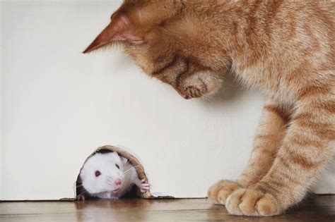 Bagaimana Cara Mengusir Tikus - Buah Yang Tidak Disukai Tikus