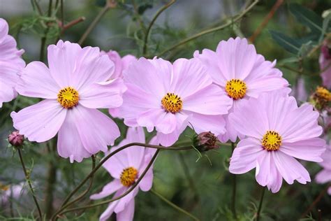 Growing Cosmos From Seed Planting Guide Gardening Tips