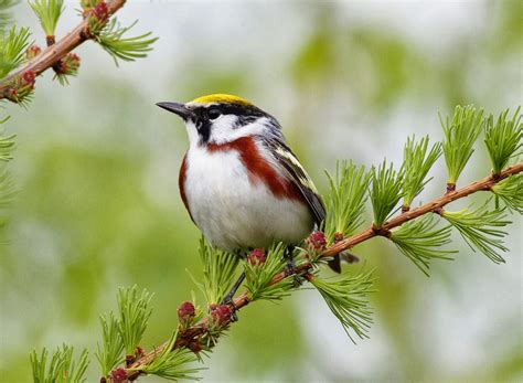 Beautiful Nice And Lovely Birds Images ~ Allfreshwallpaper