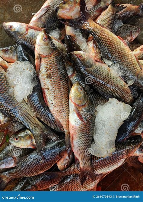 Rohu Carp Fish Fingerling Seed In Net Ready For Sale To Fish Farmers
