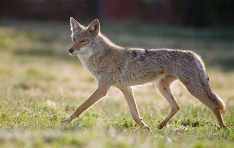Adorable Video Shows Coyote Playing With Its Badger Pal Near Gilroy