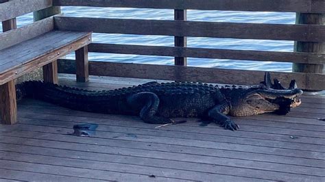 Florida Park Shuts Down After Police Spot Aggressive Alligator Fox News