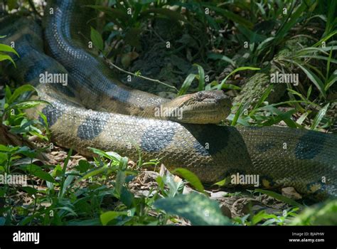 Una Anaconda Verde Eunectes Murinus De Leticia Colombia Fotografía