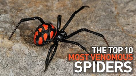 Top 10 Most Venomous And Deadly Spiders In The World Youtube