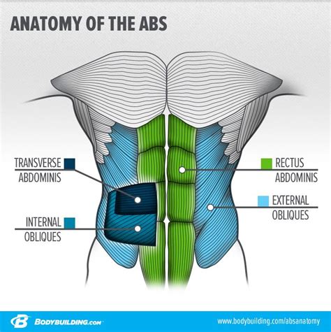 The muscular system is responsible for the movement of the human body. 9 Things You Should Never Do On Ab Day