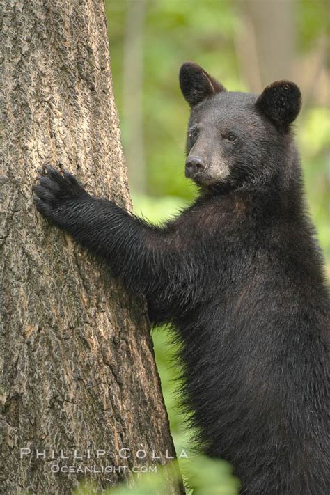 American Black Bear Ursus Americanus Orr Minnesota 18809
