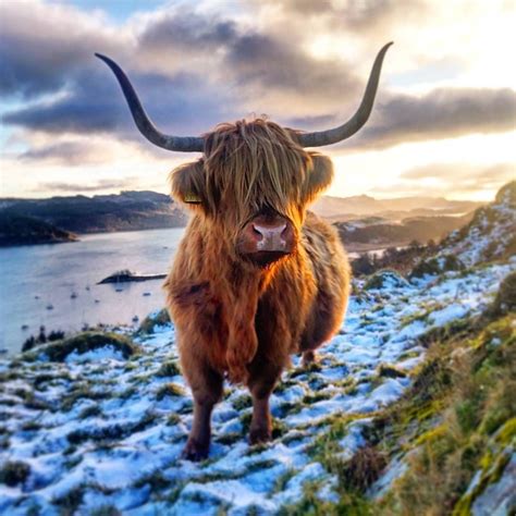 Instagram Scottish Highland Cow Playing In The Snow Highland Cow