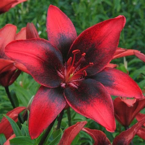 Lilies Lily Bulbs Oriental Lilies Asiatic Lilies For Sale On Sale