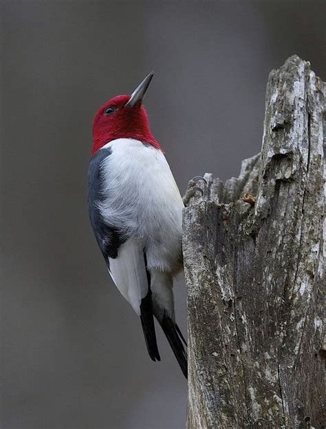 Funny Wildlife Red Headed Woodpecker In 2013 By Steve Huz001