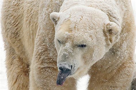 Polar Bear Tongue Polar Bear Tongue Color