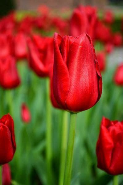 Pin By Katherine Baron On Flower Power Tulip Bulbs Tulips Bulb Flowers