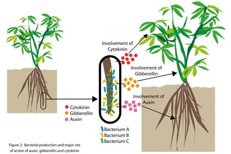 Plant Growth Promoting Microbes Neutrog Australia