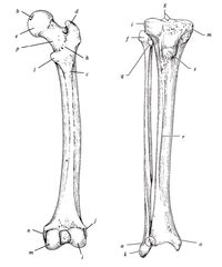 Structure of a long bone diagram posted by admin diagram system october 17 2018 0920 22 views a long bone diagram structure u anatomy and physiologyrhopentextbcca periosteum longjpg black and white long diagram unlabelled rhanatomyhumanchartscom long bone diagram blank. Bones of the femur, tibia and fibula flashcards | Quizlet