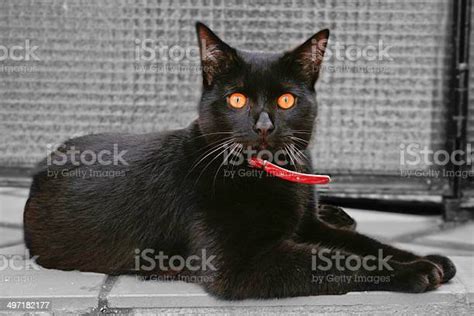 Black Cat Amber Eyes Stock Photo Download Image Now Alertness