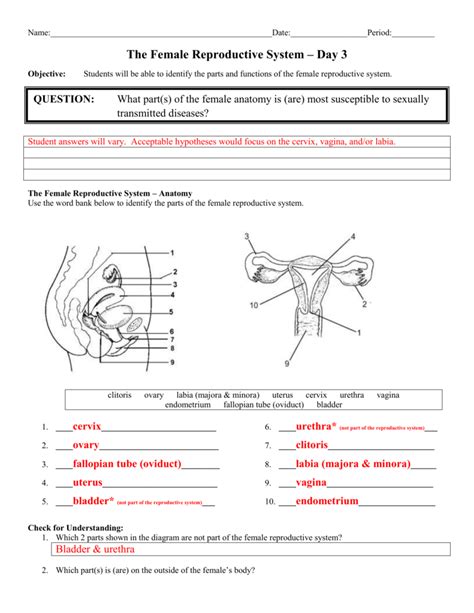 Female Reproductive System Worksheet Answers Acestips
