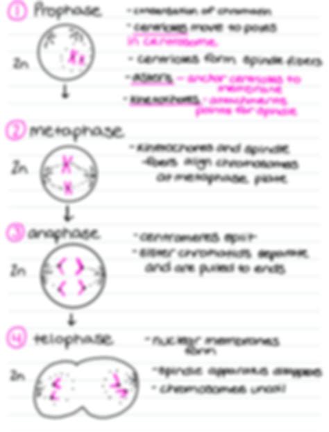 Solution Biology Mcat Study Notes Mitosis Meiosis And Reproductive