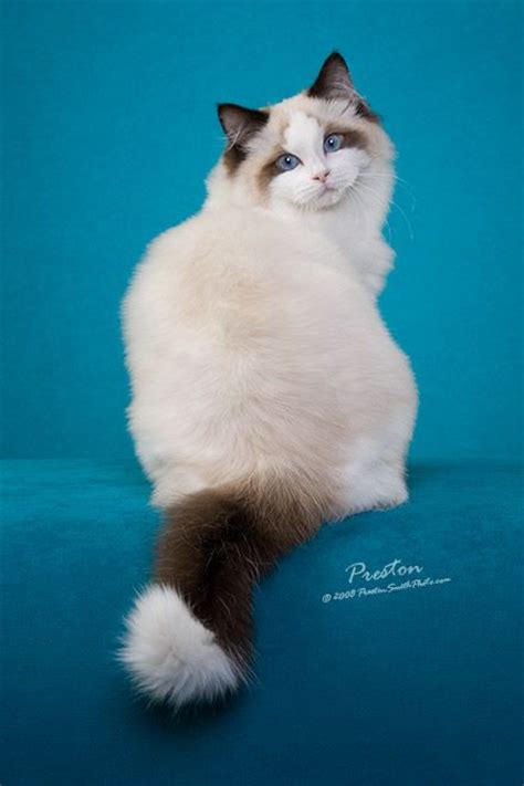 We have ragdoll kittens for sale in south florida and the surrounding areas. Ragdoll Island: Fort Myers Cape Coral Southwest Florida ...