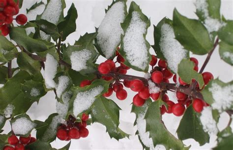 Giardino D Inverno Consigli E Idee Per L Arredamento