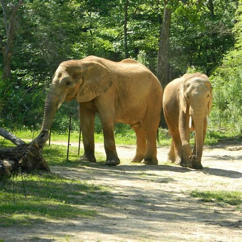 Birmingham Zoo Lo Que Se Debe Saber Antes De Viajar Tripadvisor