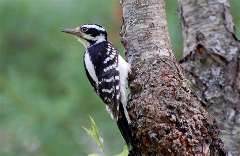 Which Species Of Woodpecker Can You Find In Golden Gate