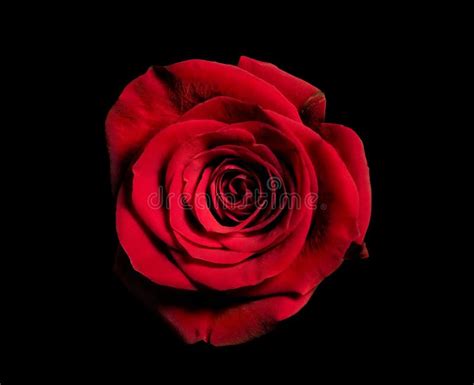 A Single Red Rose Flower On Black Background Stock Image Image Of