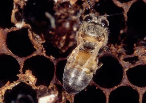Varroa Mite On Honey Bee Extension And Outreach Department Of Entomology