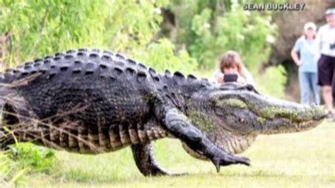 Enormous Alligator Spotted In Florida Nature Reserve Cbc News