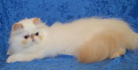The lighter one is female, darker is male. Beautiful 6 month old Flame-point Himalayan kitten for ...